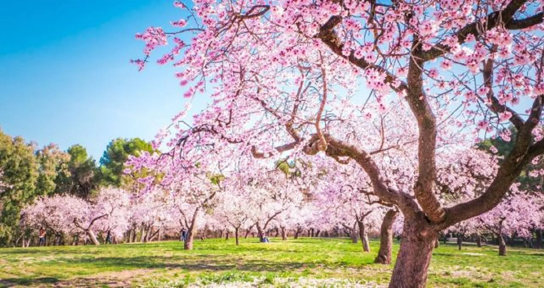 La tasa de rendimiento a 5 años de los frutales no cítricos de secano alcanza el 3,4 %