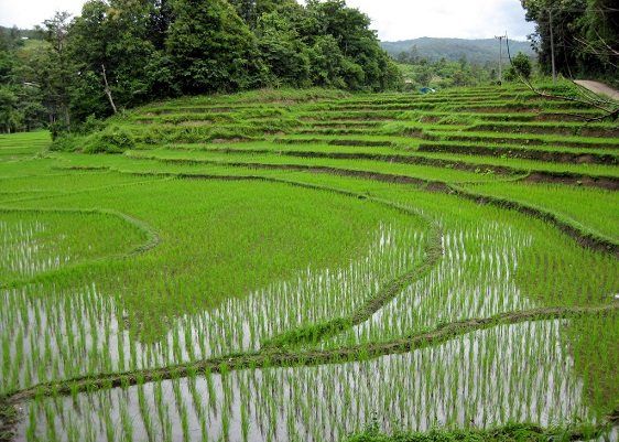 Campo de arroz