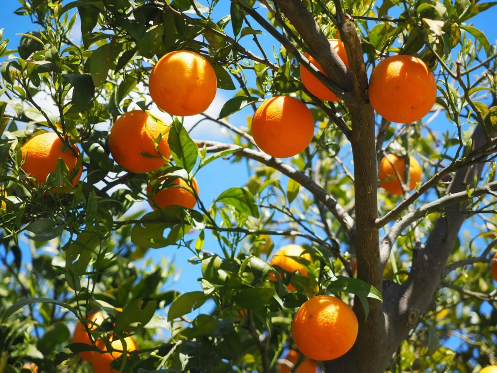 valoración de recursos naturales