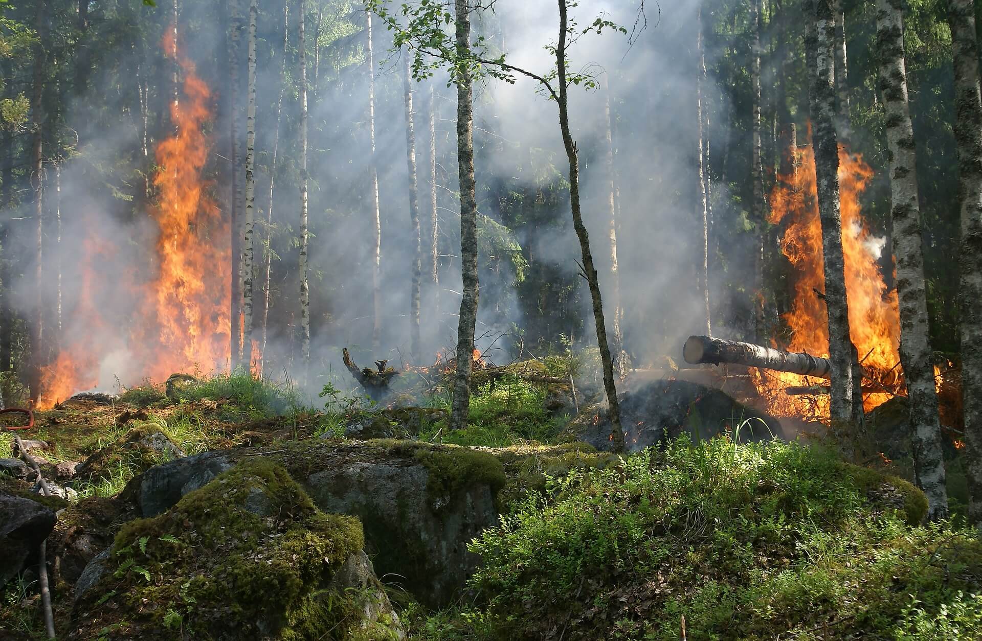 bosque verde con un incendio activo